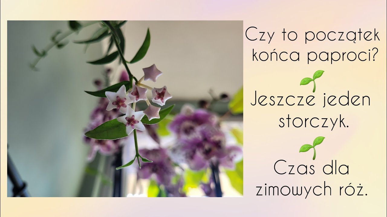 Czy to początek końca moich paproci... Jeszcze jeden storczyk. 14.3.03.