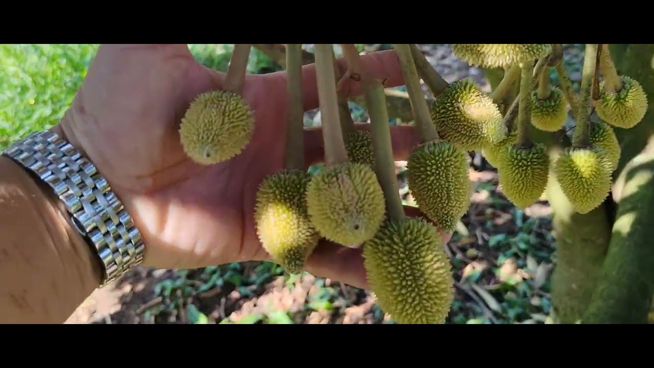 Sầu Riêng Hơn 3 Năm Làm Trái Bói - Làm Sớm Thì Phải Chấp Nhận Cây Yếu Đi. 