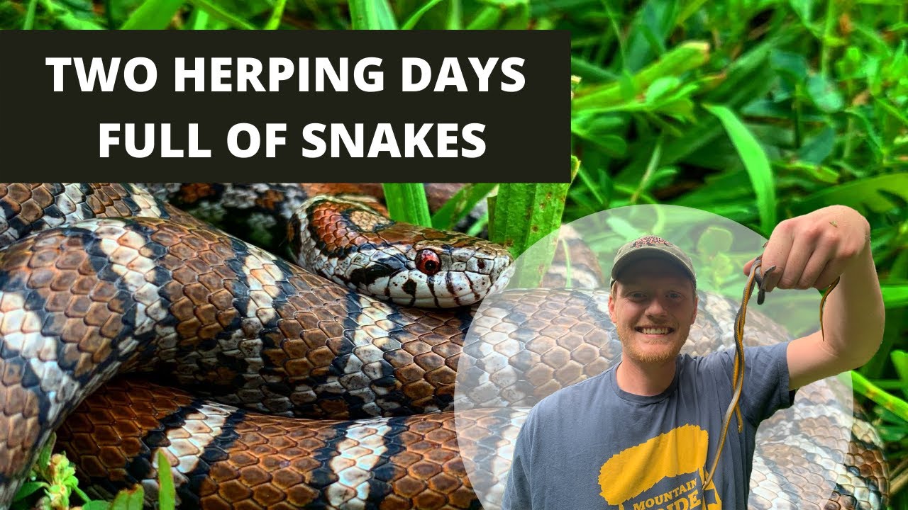 TWO HERPING DAYS FULL OF SNAKES | HERPETOLOGY | WIRED WILDERNESS VLOG