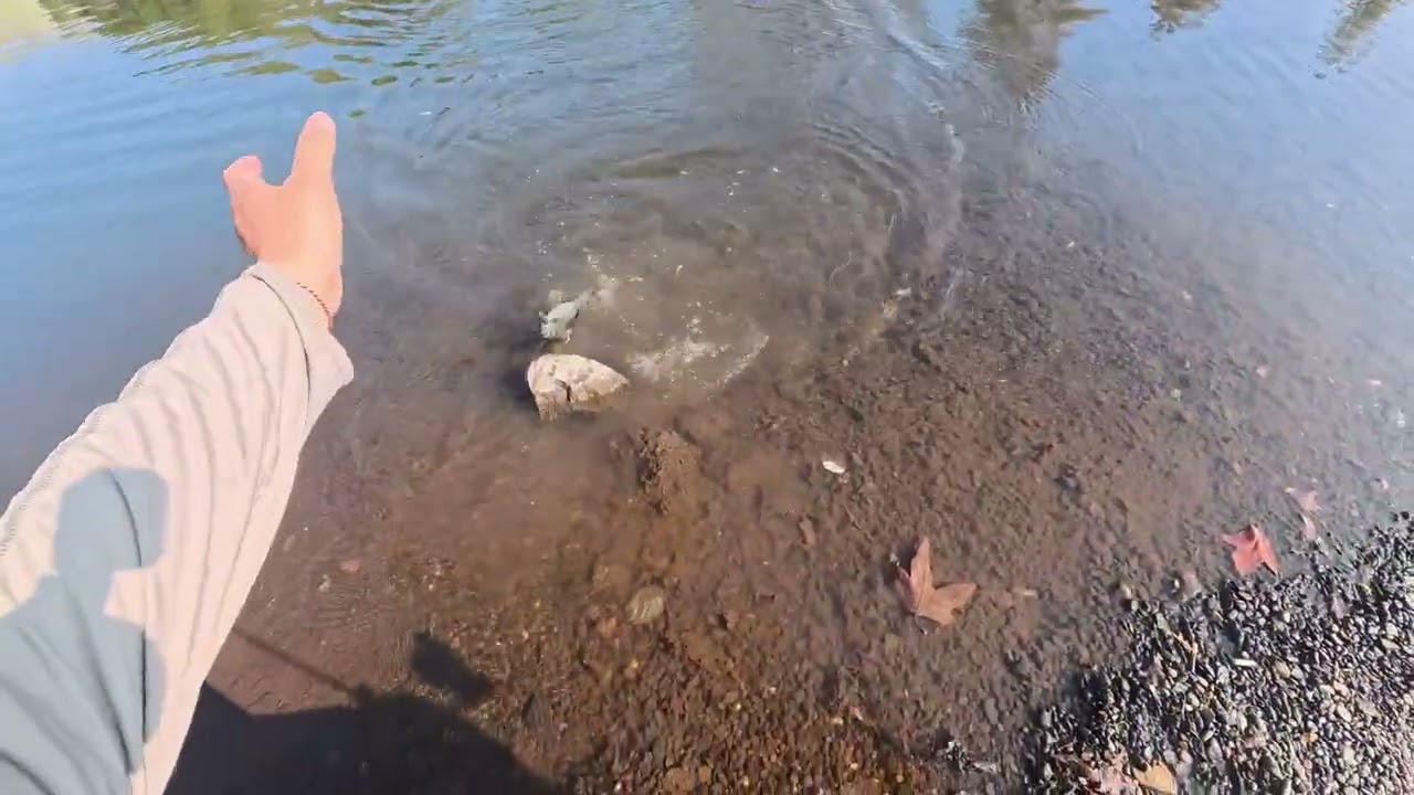 Winton park stock trout Madness 02/03/2026