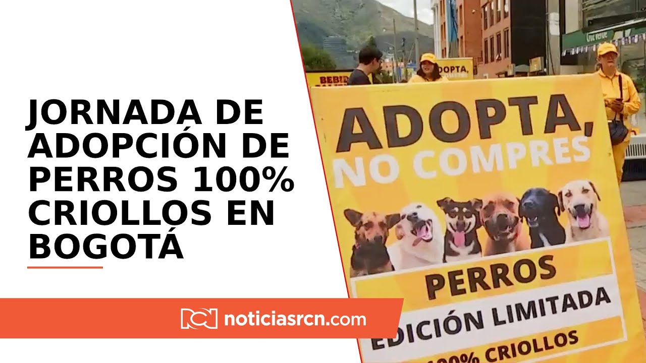 Así fue la jornada de adopción de perros 100% criollos en Bogotá: ‘adopta, no compres’