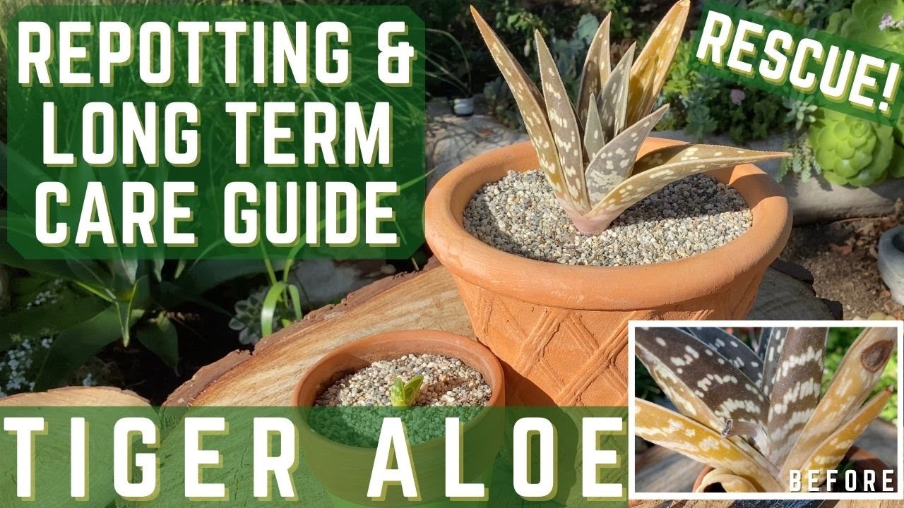 Tiger Aloe: Rescue, Repot and Long Term Care of Succulents