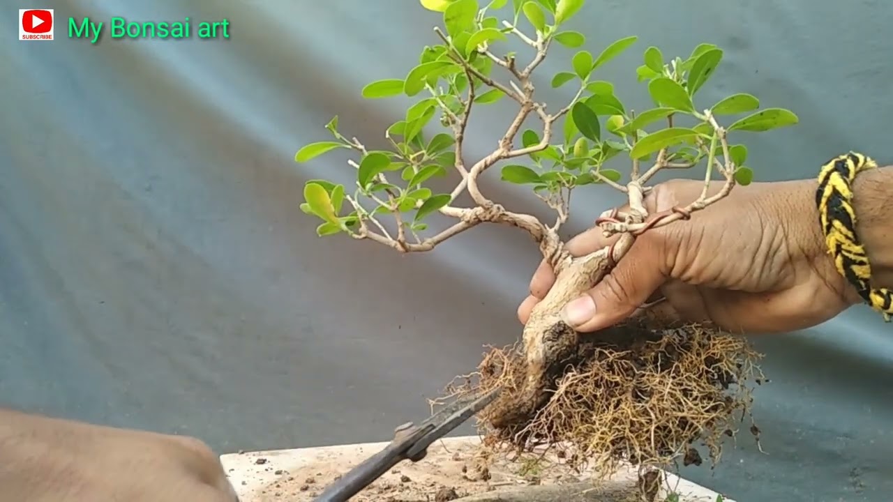 clerodendrum inerme : trimming , repotting.