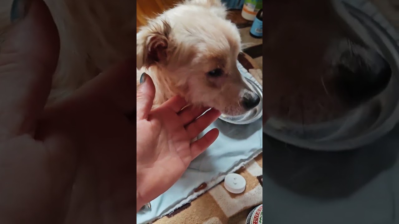 Снежок два месяца борьбы и надежды 