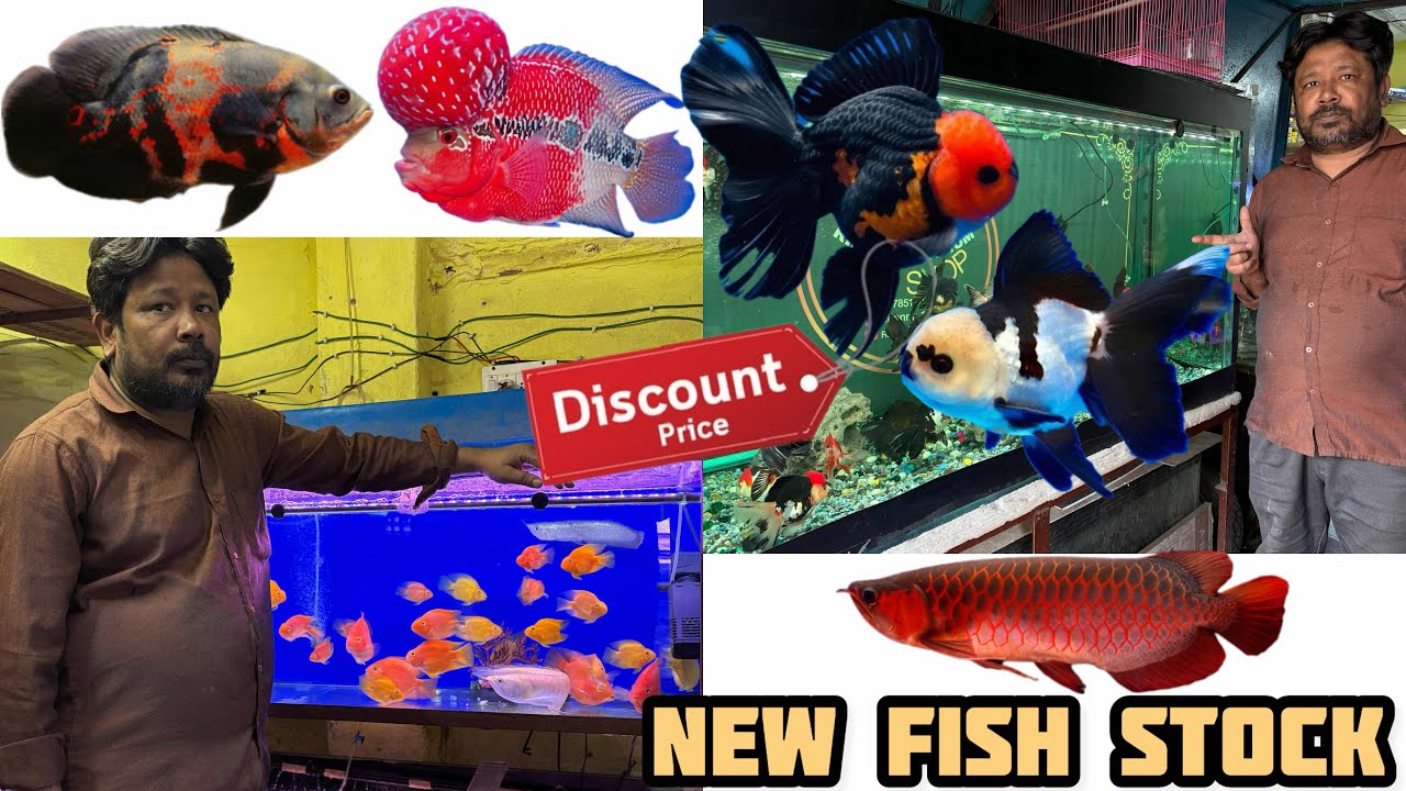 2026 New Rare Exotic Fish 🐠 Stock Holi & Ramzan Special Offer At Rihan Aquarium Delhi 👀😱
