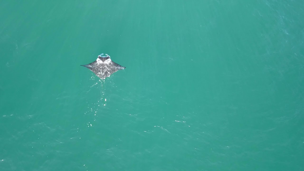 UNE RAIE MANTA AU LARGE DE FRASER ISLAND - DRONE DJI MAVIC PRO