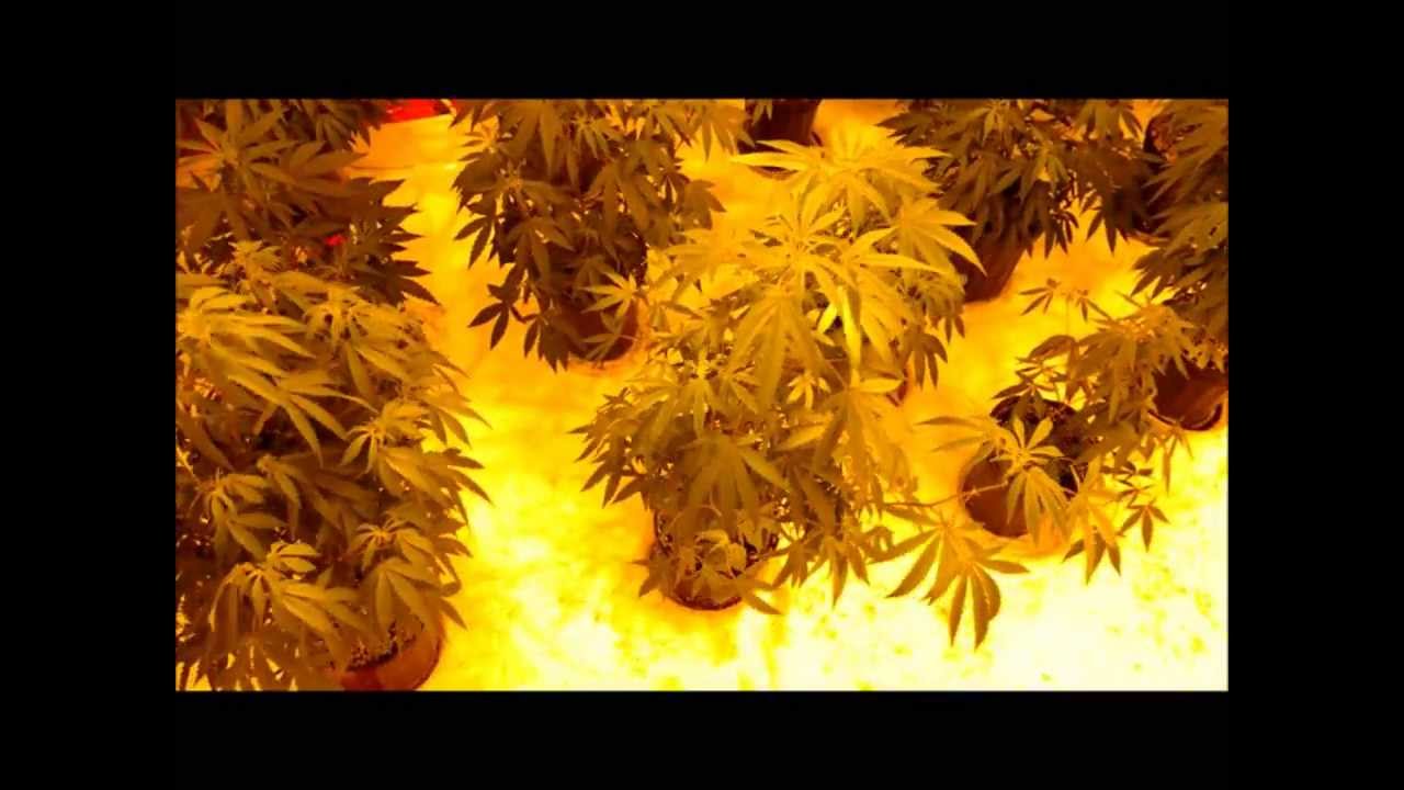New Arrangement  and switch to Both grow rooms - Purple kush 2013 Grow