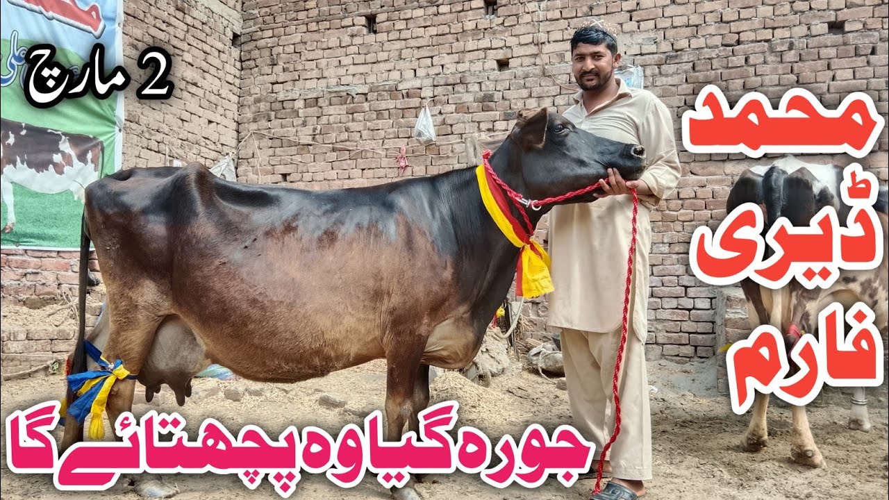 Muhammad Dairy Farm Sheikhupura || Jarsey Fresian Cholistani Shaiwal cross breed cows !Ali Best 