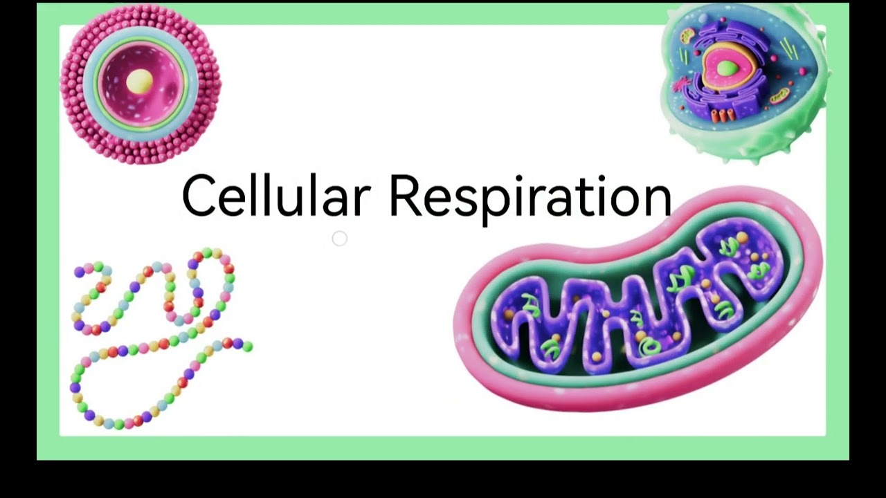 cellular respiration lesson 2 unit 3 prep 2