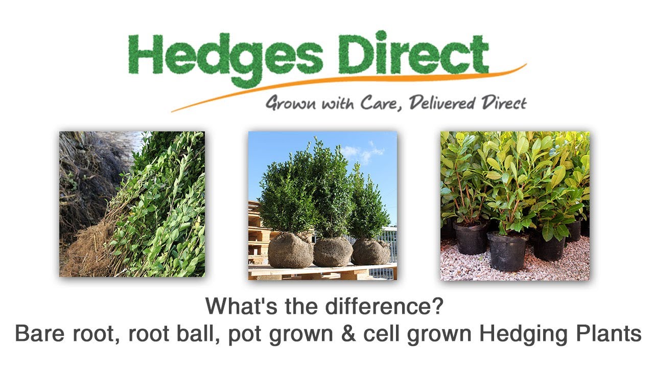 What's the difference? Bare root, root ball, pot grown & cell grown Hedging Plants