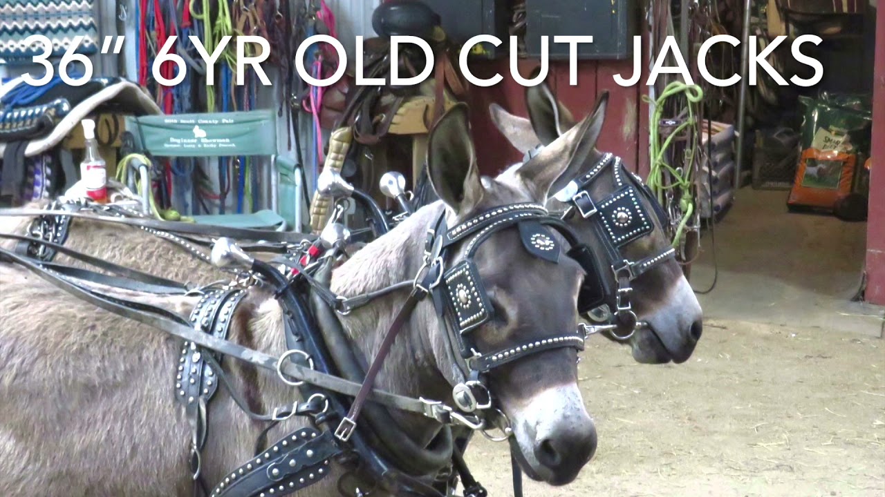💥SOLD💥 “Milo and Otis” Donkey Driving Team