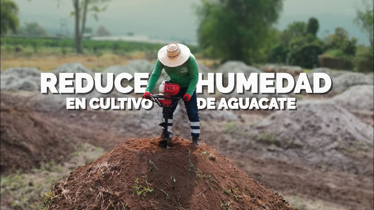 Alternativa para aguacate en TERRENO PLANO - reduce problemas por HUMEDAD