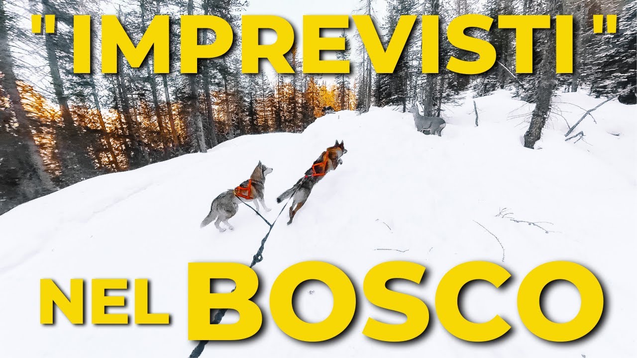 IMPREVISTI NEL BOSCO 🦌 INCONTRO CON UN CERVO |  🐺 cane al guinzaglio nel rispetto del selvatico