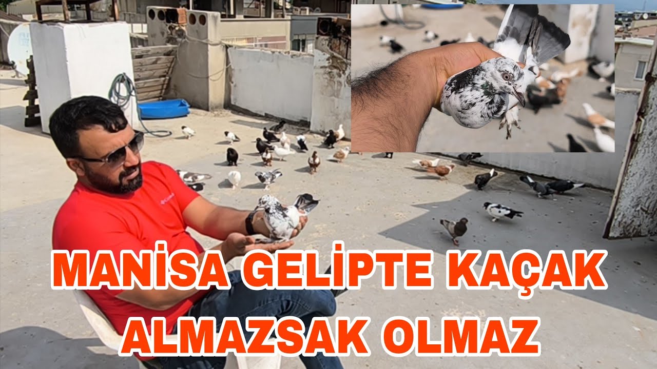 MANİSAYA GELİPTE KAÇAK YAKALAMASAK OLMAZDİ TAM BİR MAKİNA KAPLAN KELEBEK