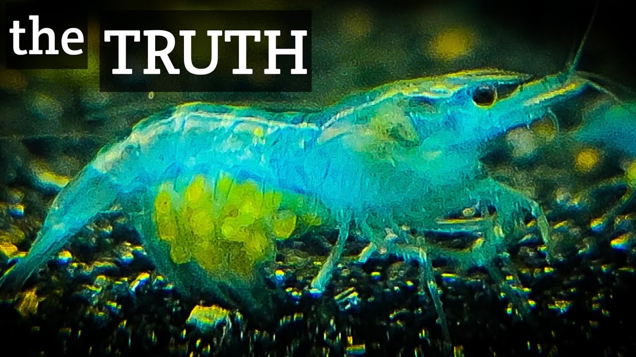 The TRUTH About Culling Shrimp
