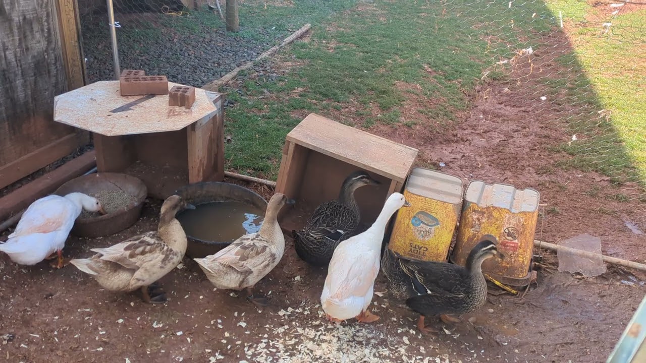 Fresh video alert.Clean!! Ducks in water and Waddling in the yard 