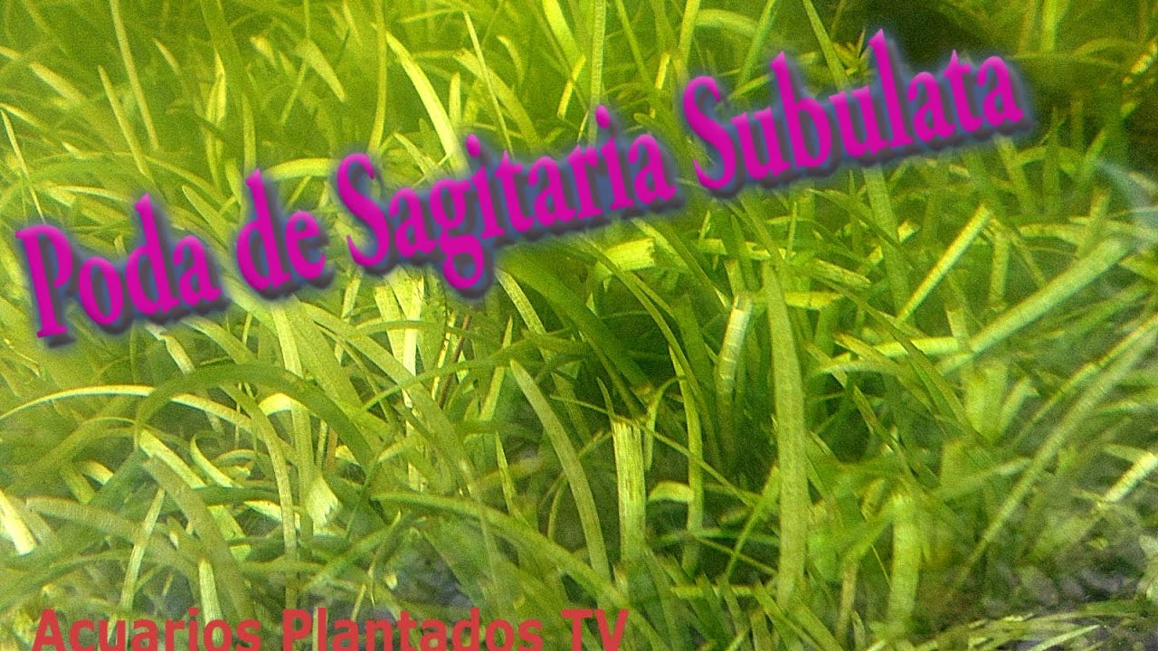 Poda sagitaria subulata