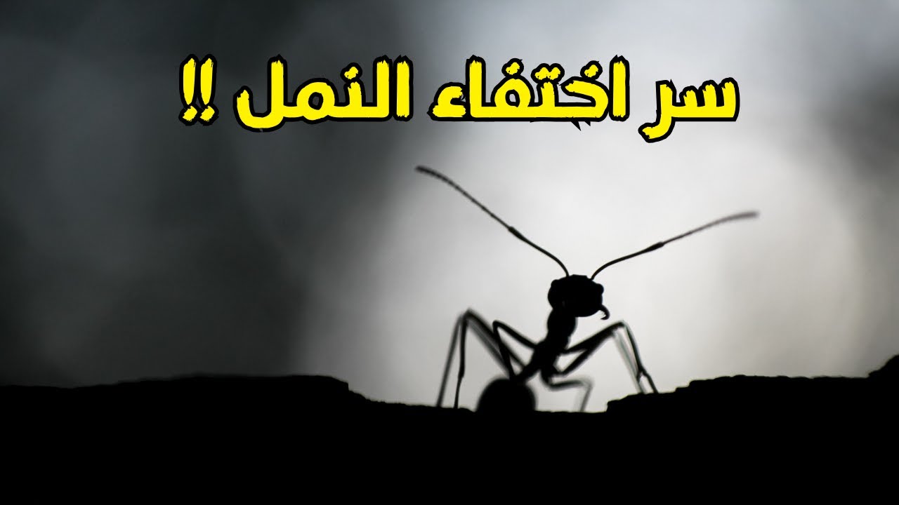 أغرب سبب لاختفاء النمل #33