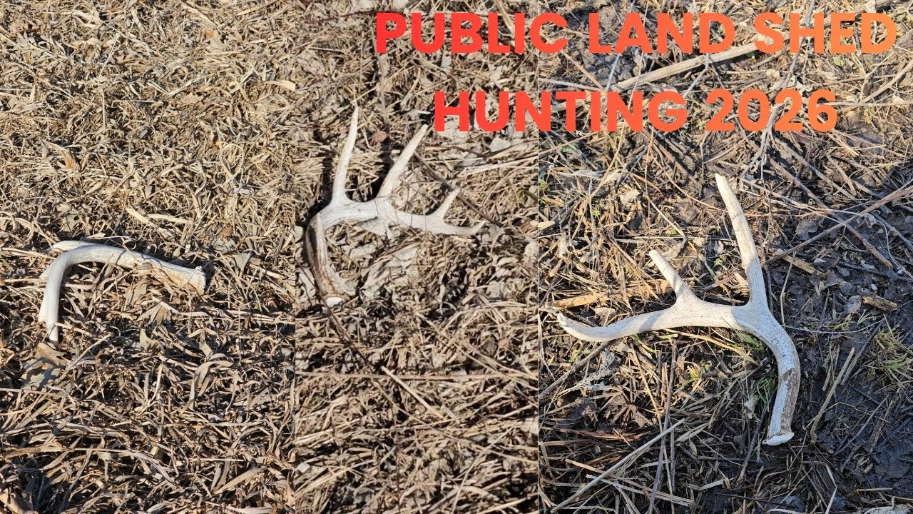 Iowa public land shed hunting 