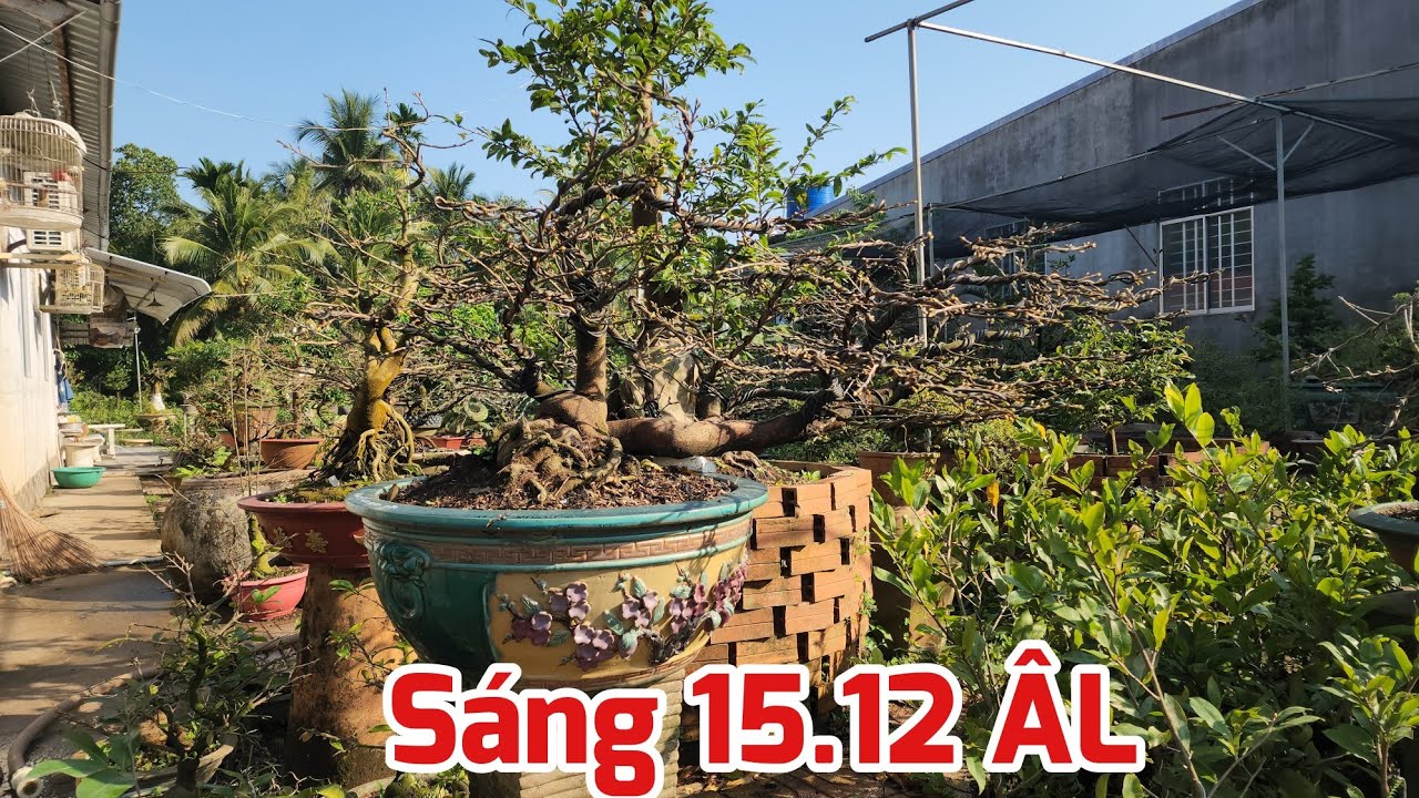 Sáng 15 /12 ÂL - Cập Nhật Sau 5 Ngày Lặt Lá