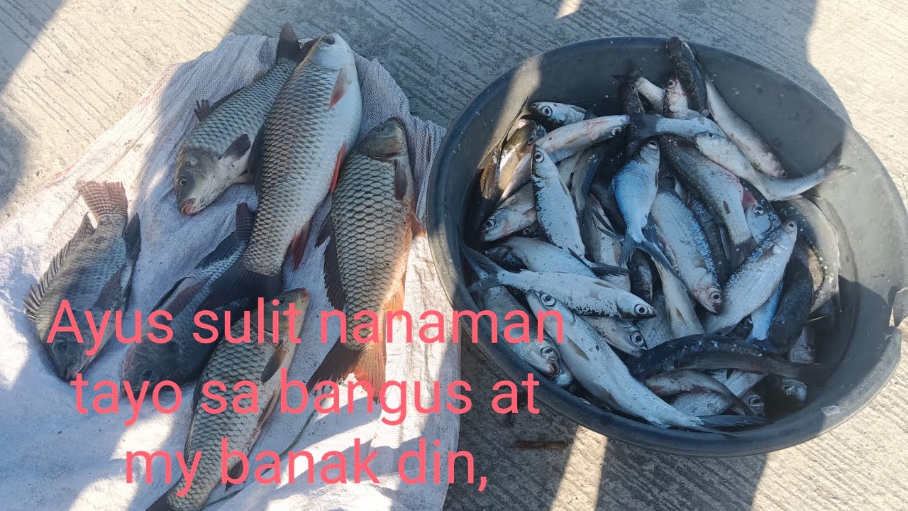Ayus sulit nanaman tayo sa bangus at my banak din, ayus nanaman ang pang bigas, #fishing #fish #317