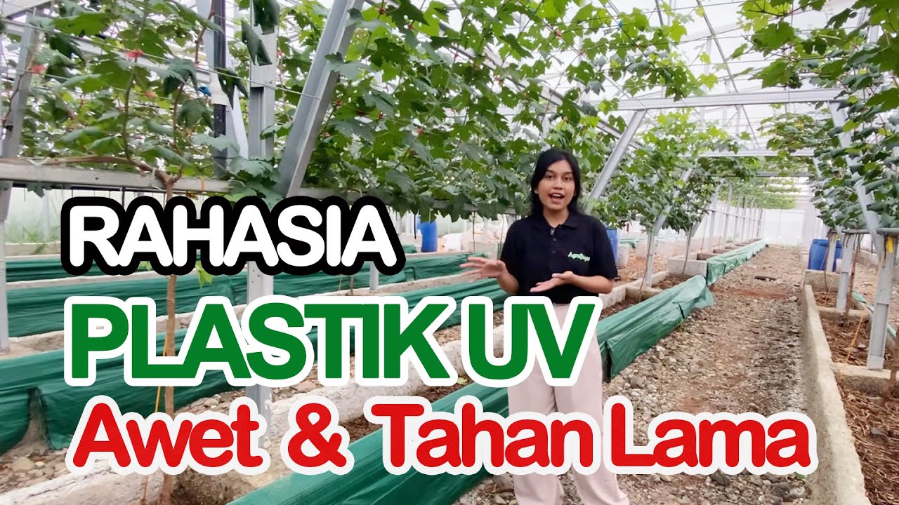 PLASTIK UV Greenhouse Awet dan Tahan Lama ini RAHASIANYA