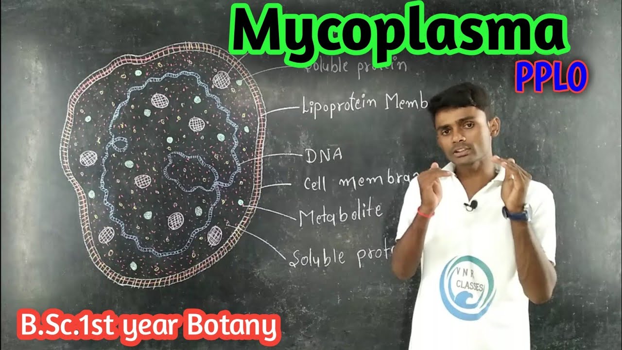 (Lc.10)Mycoplasma | PPLO  | B.Sc. - 1st year Botany | Paper- 1st  |  unit - 1st | by- Prahalad Sir