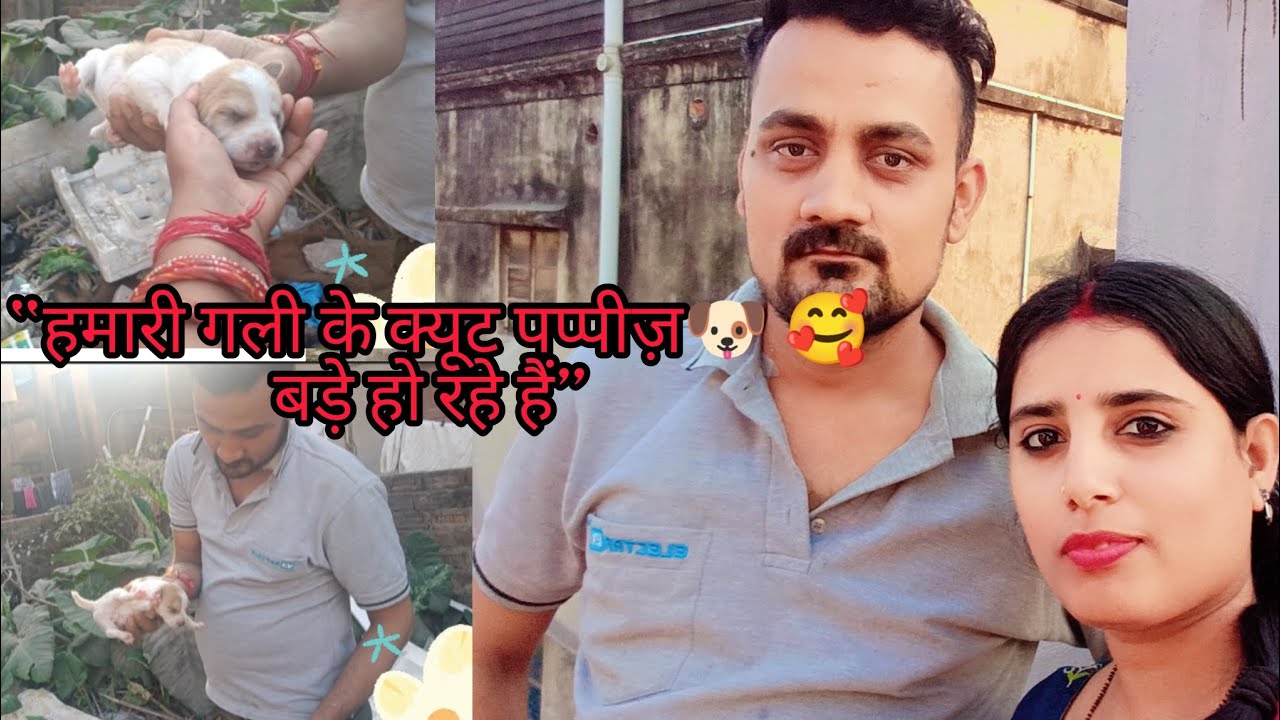 हमारी गली में हैं छोटे पप्पीज़ 🐶और हम रखते हैं इनका ख़याल 🥰🫰🏻@SimmiAmanvlogs #dailyvlog #viral 