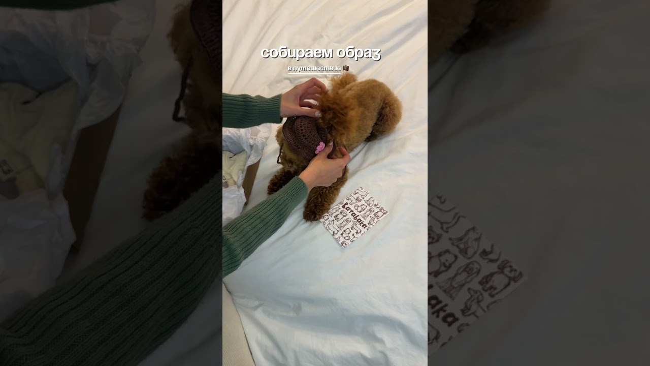 Как вам образ ?🥹 #dog #собака #милота #happy #poodle #животные