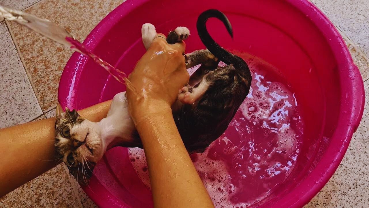 First Time Bathing a Kitten: Hilarious and Adorable Cat Bathing Experience! ❤