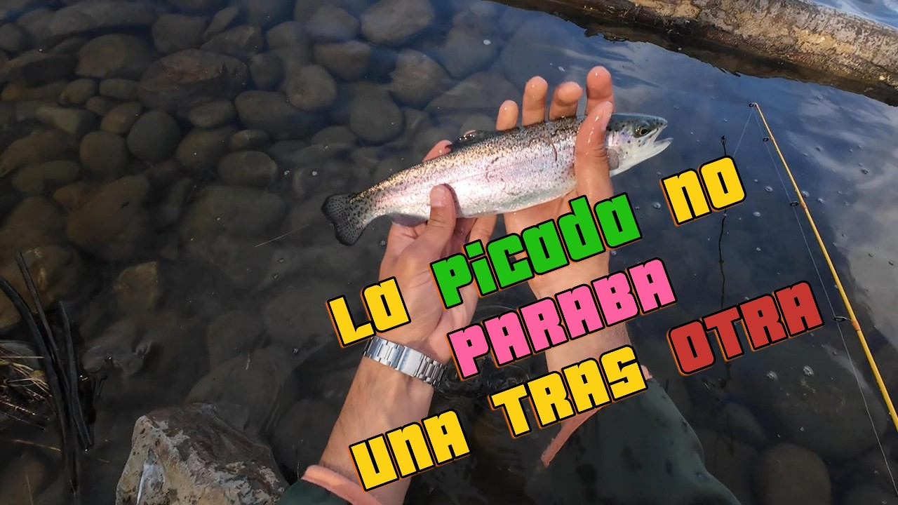 ¡ESTO FUE UNA LOCURA! 🔥 Truchas Atacando Sin Parar 🎣🐟(American River Sacramento )