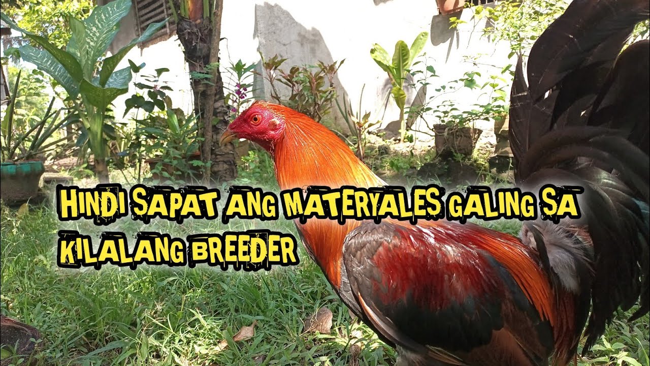 Hindi sapat Ang may maayos na materyal talas Ng isip at lalim Ng kaalaman Ng breeder Ang susi