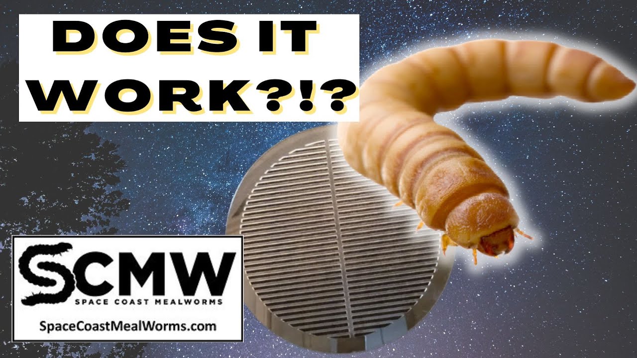 Space Coast Mealworms Sifting Tray Review  |  Does It  Work?