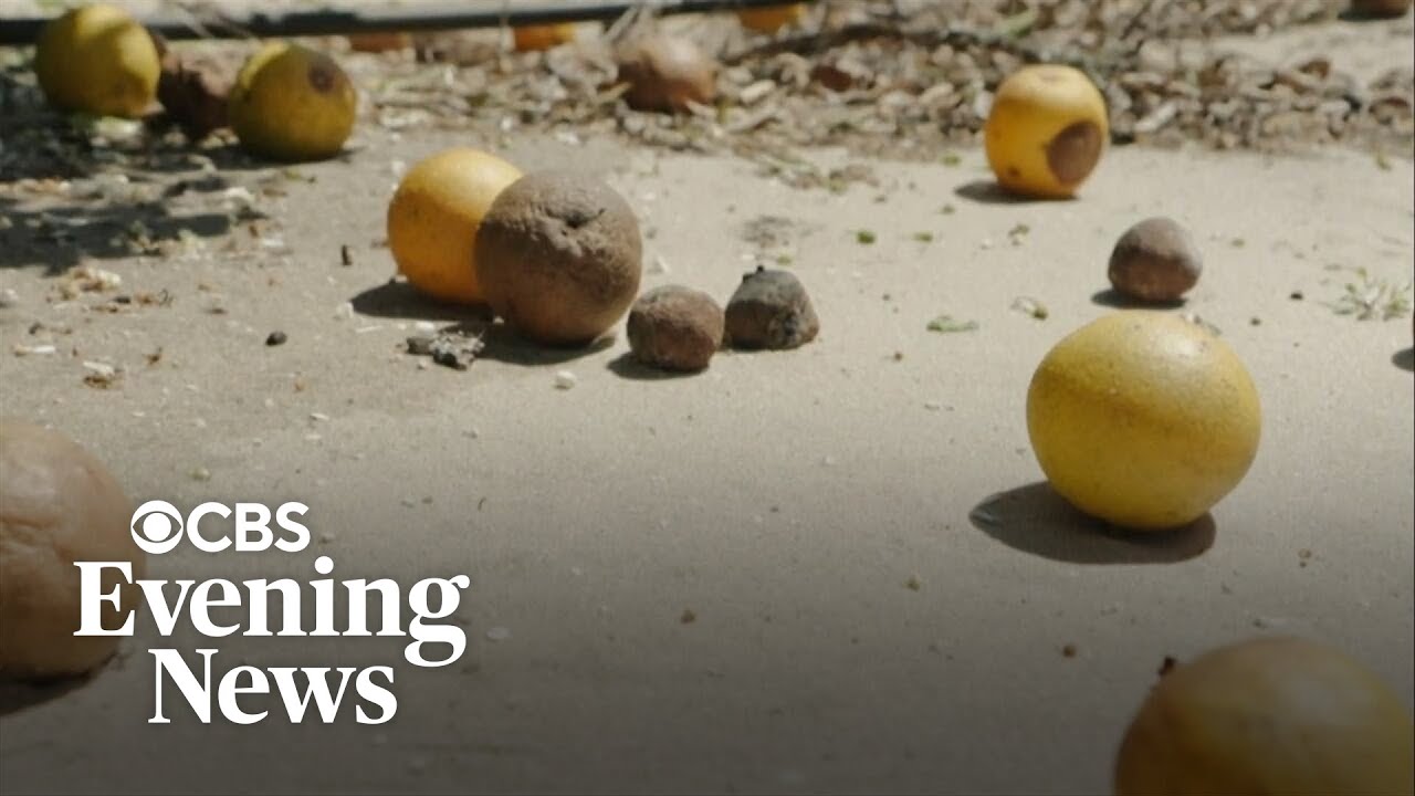 Decimated by disease, Florida's orange groves face new threats