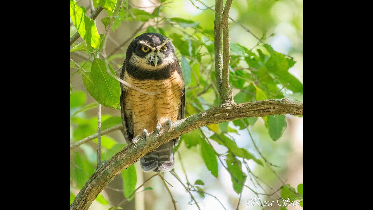 Kar Sun birding / presenting wildlife of  Costa rica 2017 - part 3 : Owling in Orotina