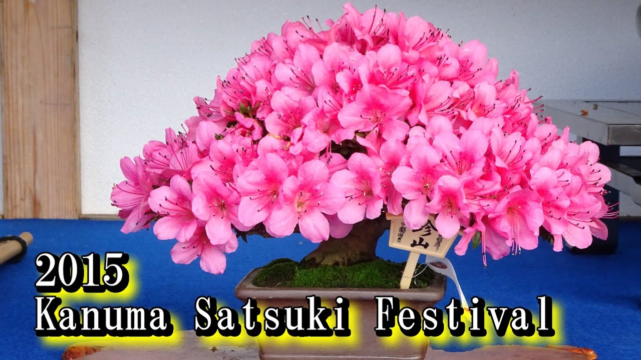 2015 鹿沼さつき祭り(盆栽) Satsuki Azalea Bonsai