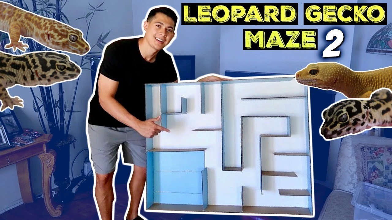 LEOPARD GECKO MAZE PART 2!!