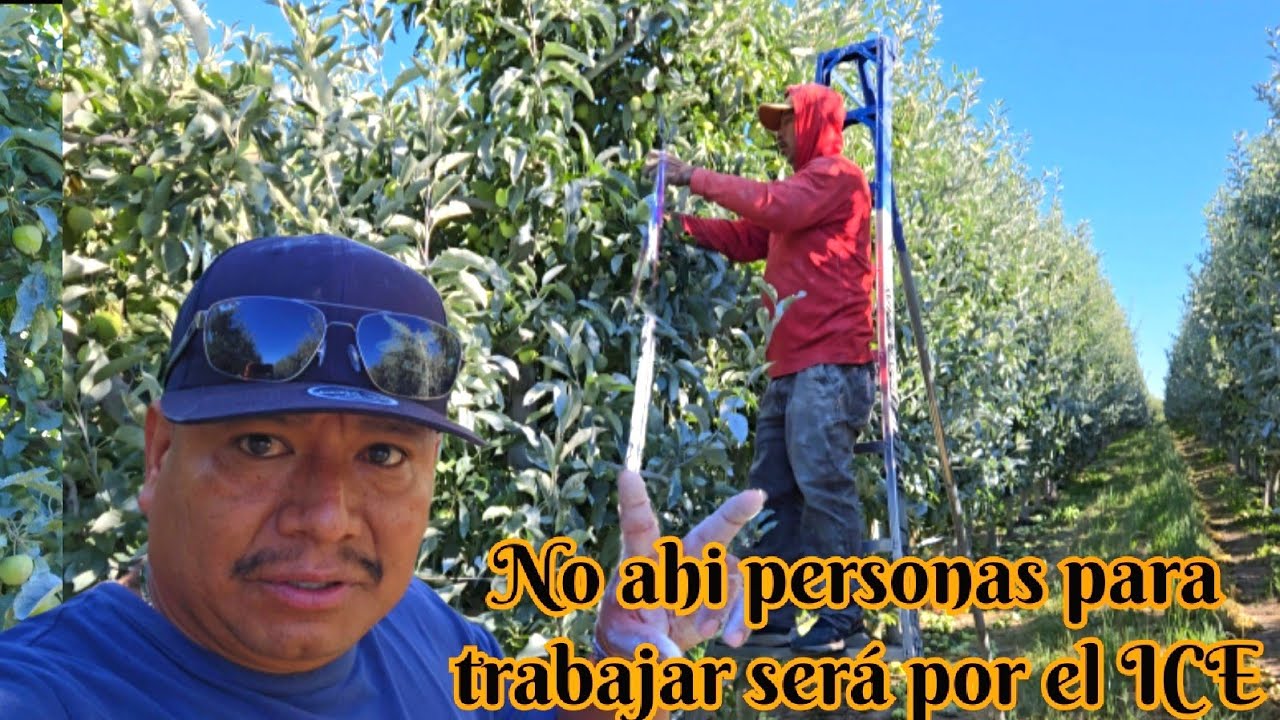 LOS TRABAJOS DEL CAMPO En Washington están solos por falta de personas