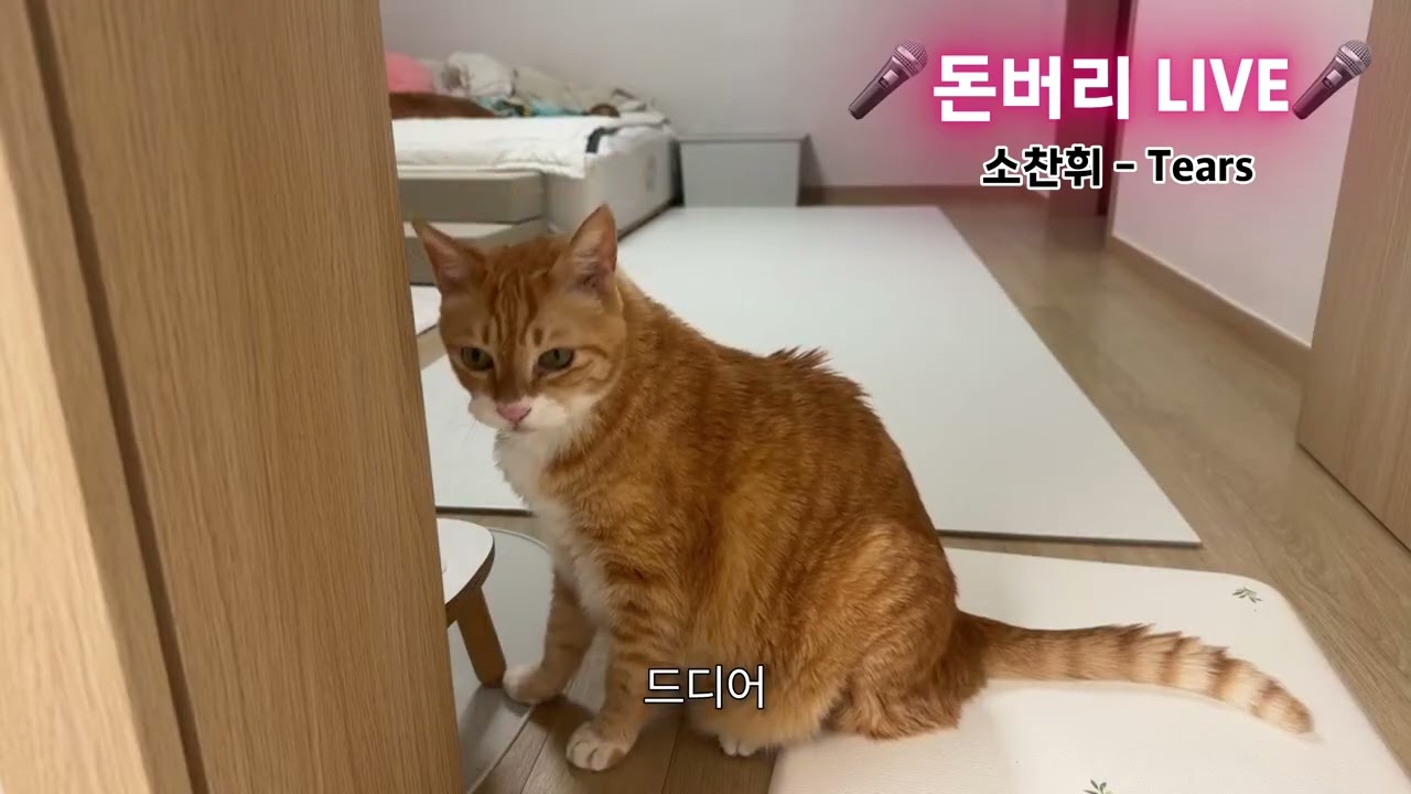 역대급 라이브 무대를 보여주는 노래하는 18세 고양이 #neko #고양이 #cat 90년대~최근 로제 아파트 노래까지 메들리로 들려드림 
