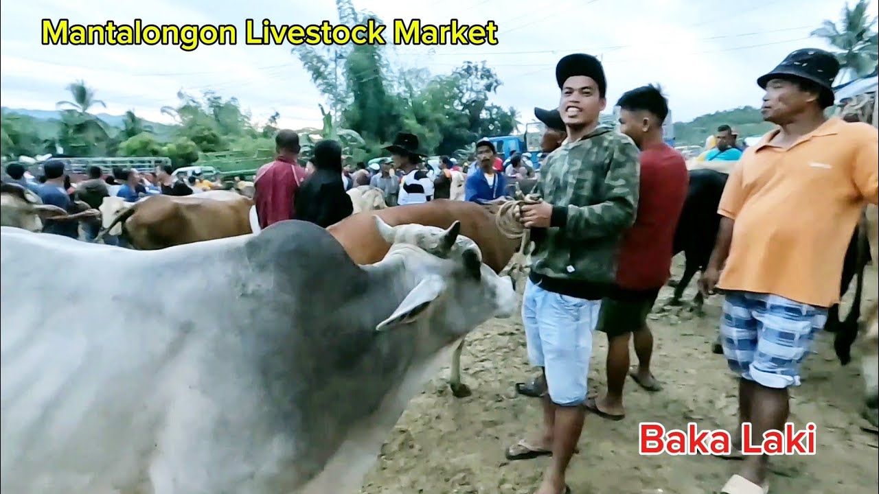 Mantalongon Livestock Market / Baka Malalaki / Kilatisin Natin Boss