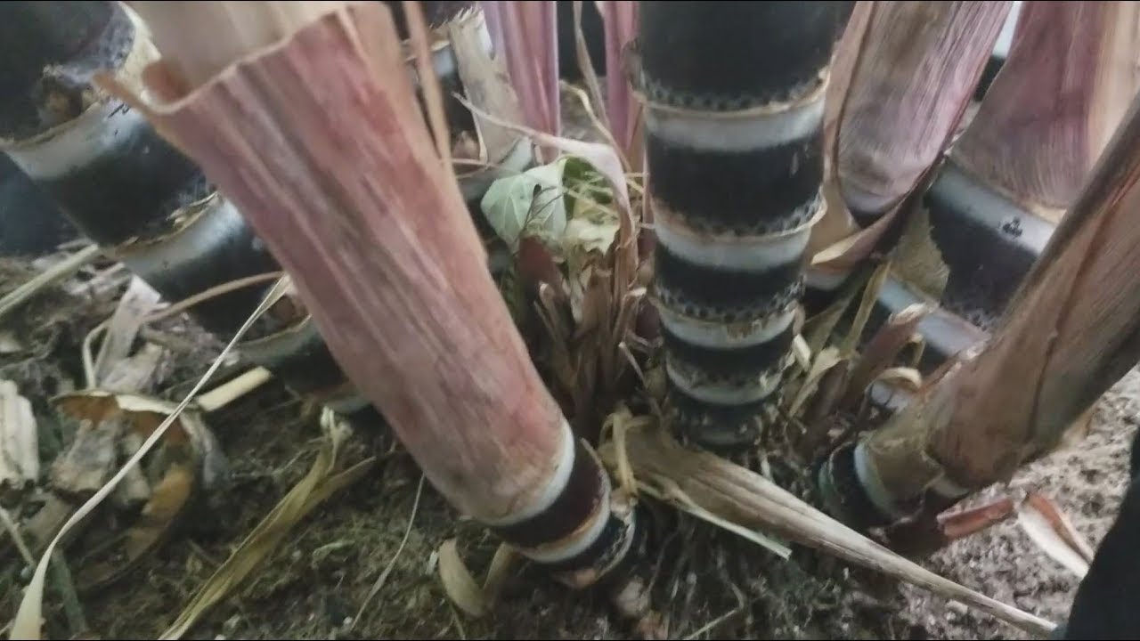 Sugarcane Container Growing pt 13. Indoors 4 Months Feb 13 2018 Overwintering attempt