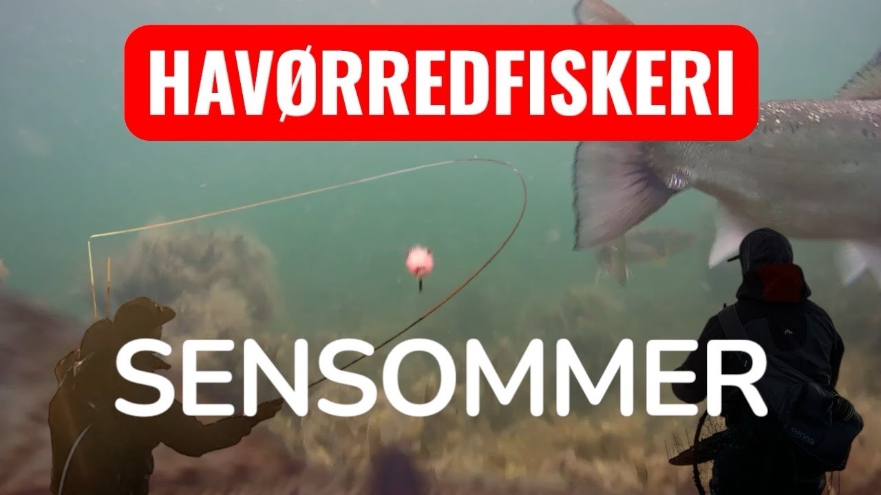 HAVØRREDFISKERI  "SENSOMMER OG HUGPERIODEN"