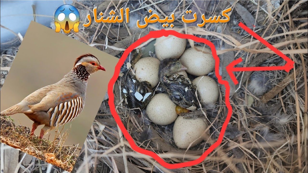 عثرت على بيض حجل او شنار فلسطيني وكسرت البيض كامل😁 مع معتز مطور