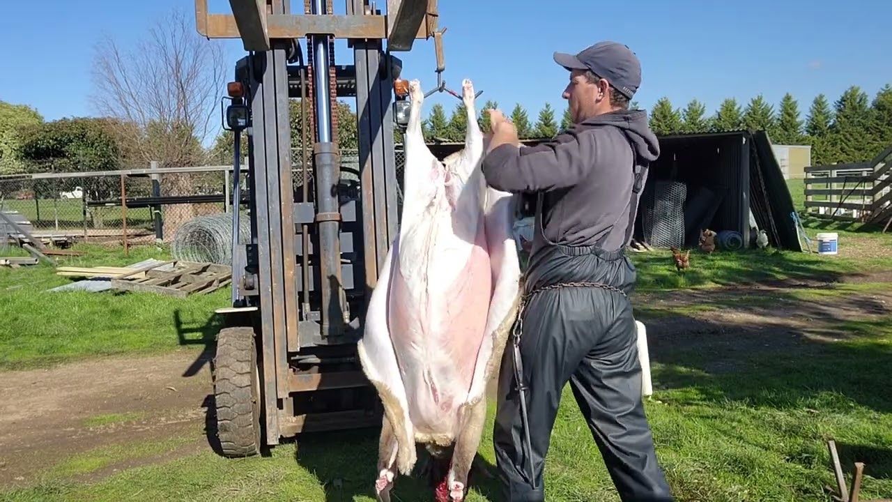 Снятие шкуры с ягненка с помощью сжатого воздуха