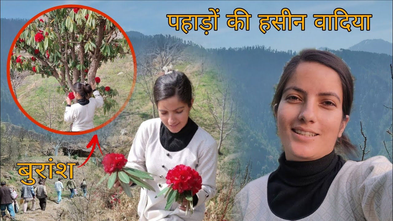 पहाड़ों की हसीन वादिया || हिमाचल प्रदेश का राज्य फूल गुलाबी बुरांश || Pahadi life style vlog || 2026