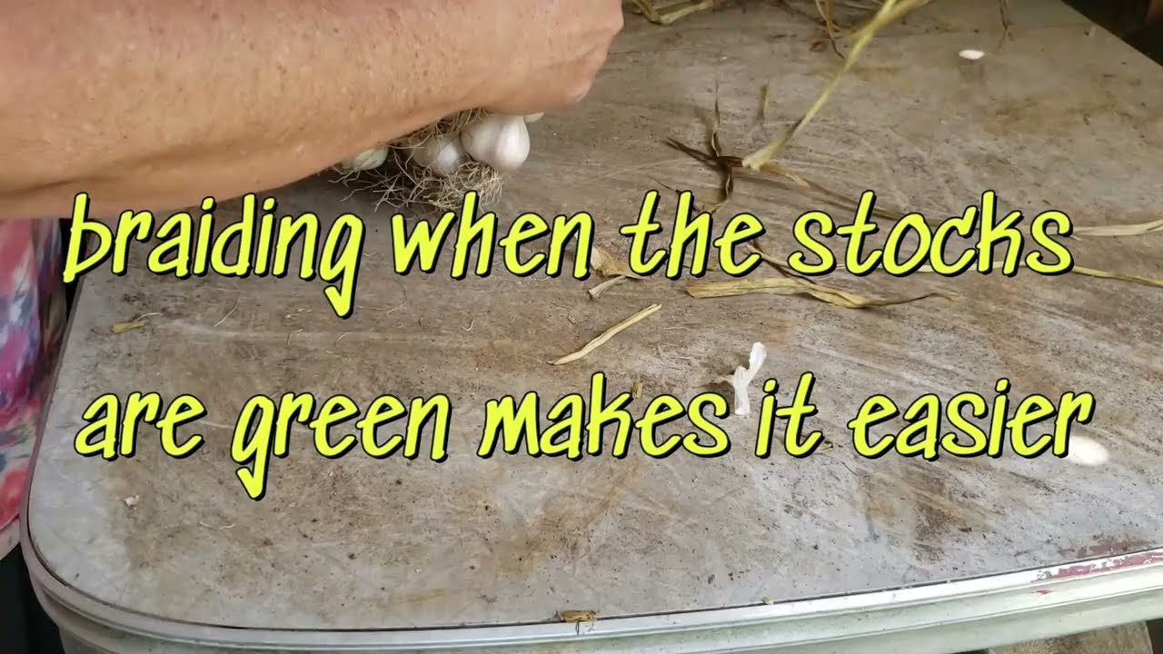 Dogs fun, solar sad,weeds, cooking, garlic onions summer chores 2