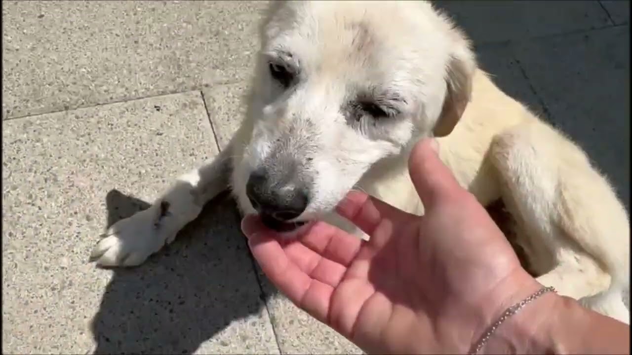Ankunft von Gwenny, Milo, Ayla & Zita