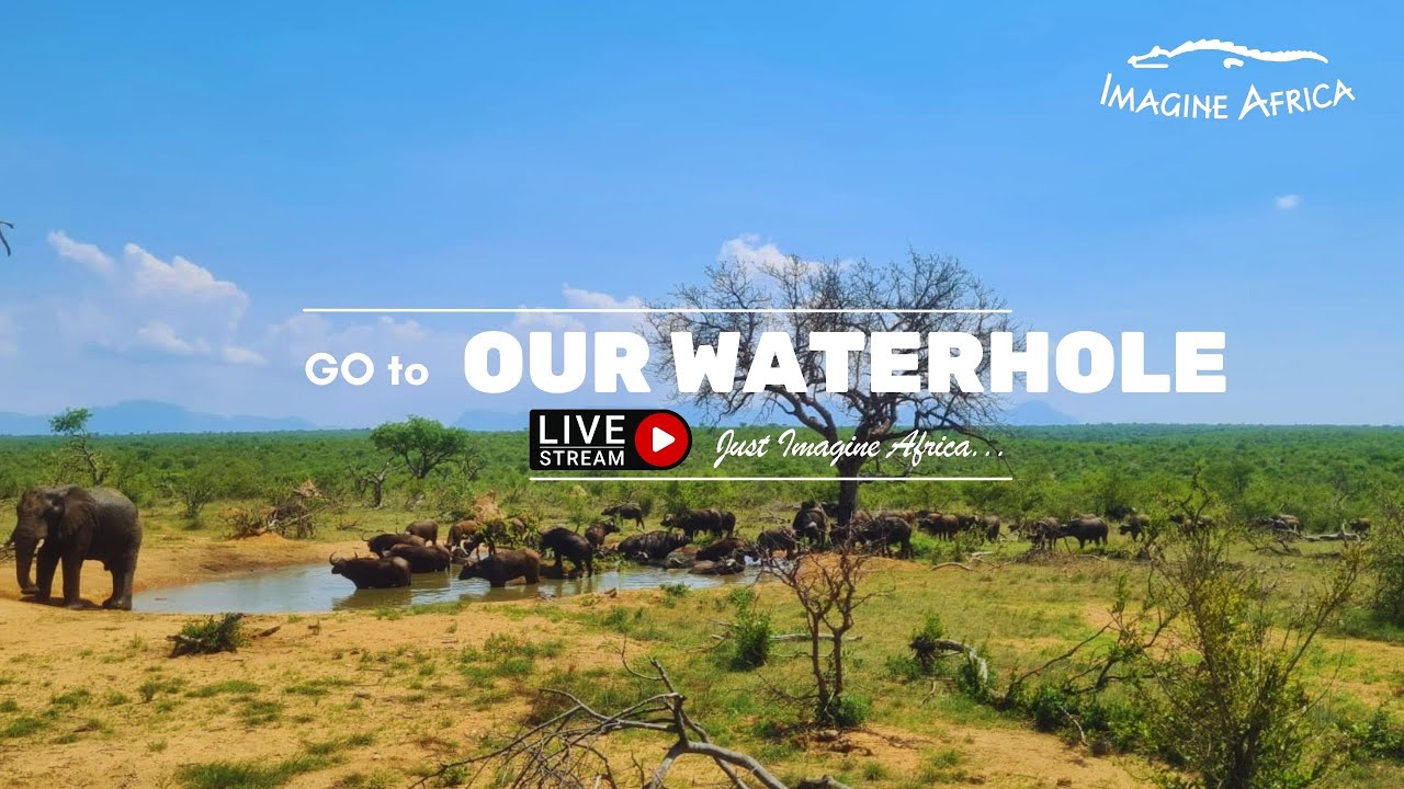 Live Stream from Waterhole - Imagine Africa Luxury Tented Camp - Greater Kruger