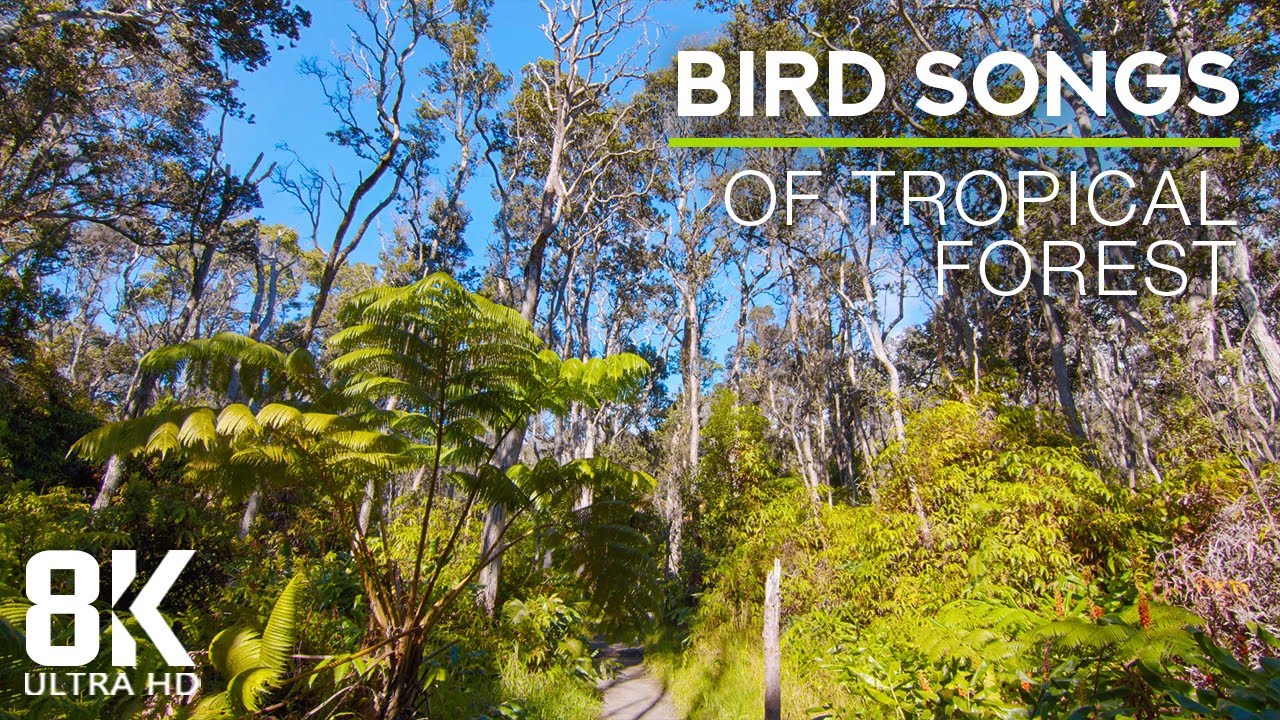 8 HOURS Relaxing Bird Songs of Tropical Forest - Hawaii Soundscapes - Relaxing Nature Video 8K