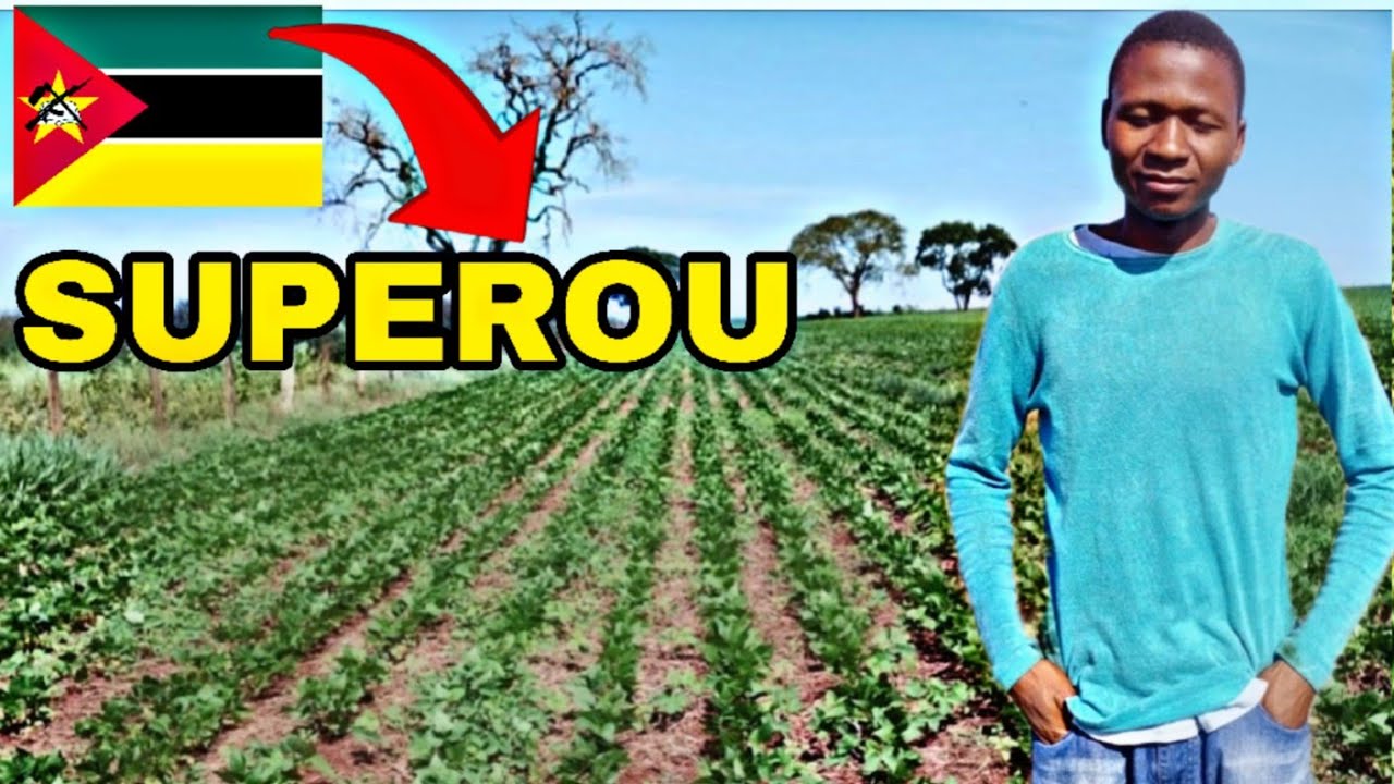 Conheça o segredo por trás da produção de FEIJÃO EM MOÇAMBIQUE.